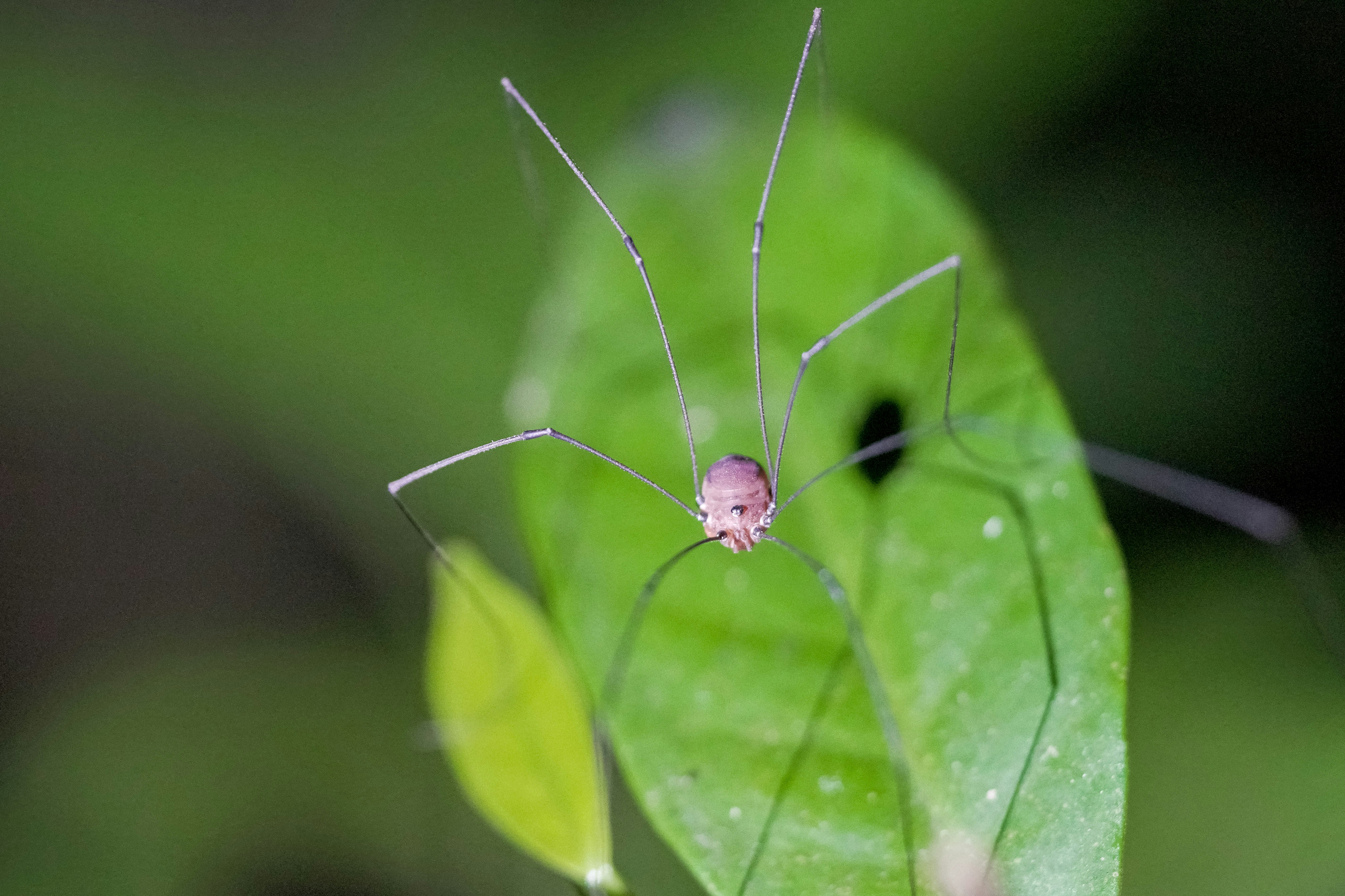 brown spider on green leaf in macro photography